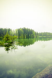 mlha, Les, jezero, krajina, mlha, Příroda, venku