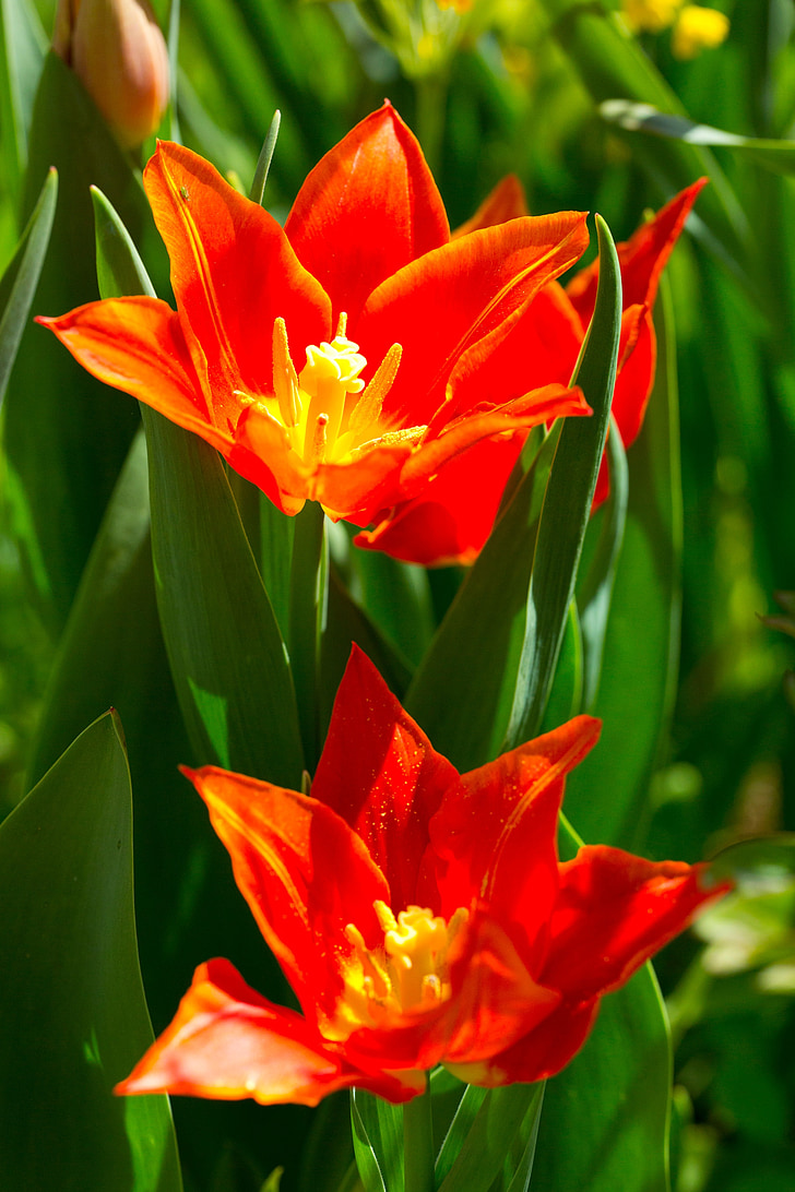 Tulip, primavara, flori, natura, închide, stamine, zwiebelpflanze