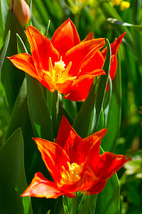 Tulip, printemps, fleurs, nature, fermer, étamines, zwiebelpflanze