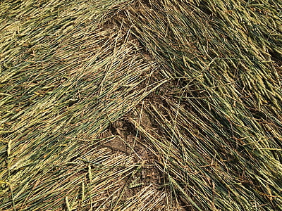 gandum, lingkaran tanaman, zig zag, latar belakang, alam, Hay, pola
