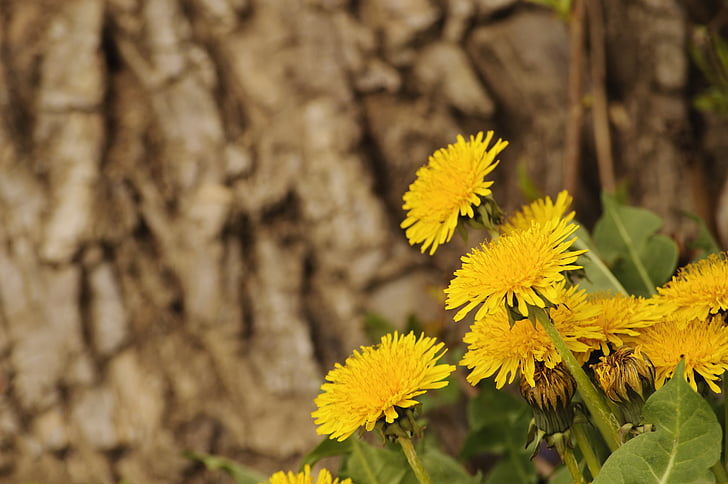 Løvetann, natur, blomster, gul, bark, treet, Sommer