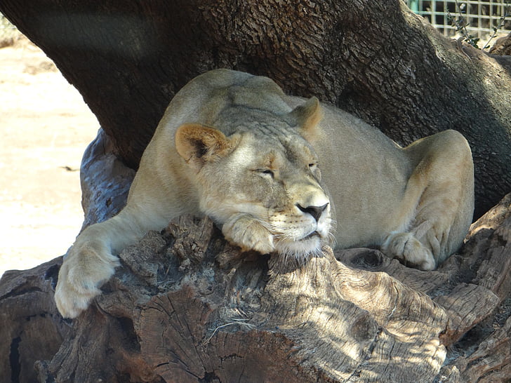 Leo, Lioness, Safari, Lion - feline, rovdjur, vilda djur, förvildad katt