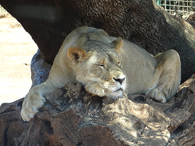 Leo, løvinde, Safari, løve - feline, kødædende, Wildlife, utæmmet kat