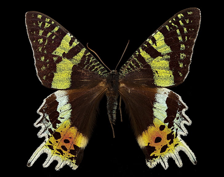 målad sunset moth, makro, Madagaskar, Afrika, insekt, närbild, USGS