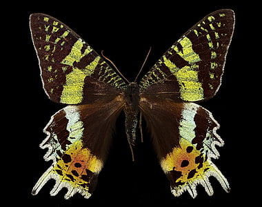 madagascan sunset moth, macro, madagascar, africa, insect, close up, usgs