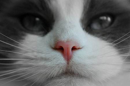 หน้าแมว, จมูกสีชมพู, สายเลือด, สัตว์เลี้ยง, สีขาว, สัตว์, แมว