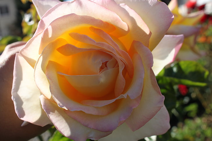 rose, white, pink, close, macro, blossom, bloom