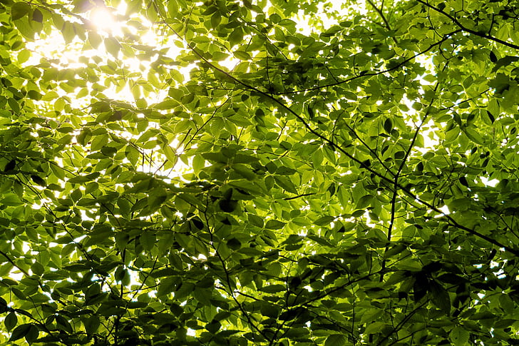 branques, verd, fulles, arbre, fulla, natura, bosc