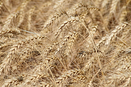 de la siembra, cosecha, trigo, campo de maíz, Wheatfield, grano