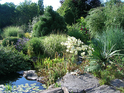 정원, 꽃, 자연, 공장, 연못, 흰색 꽃, 잔디