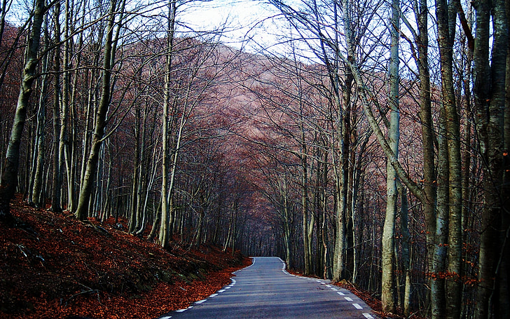montseny, barcelona, road, forest, lead, car, vehicle