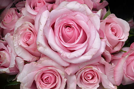 Rosen, Blume, Anlage, Natur, Rosa, Flora, Ausschreibung