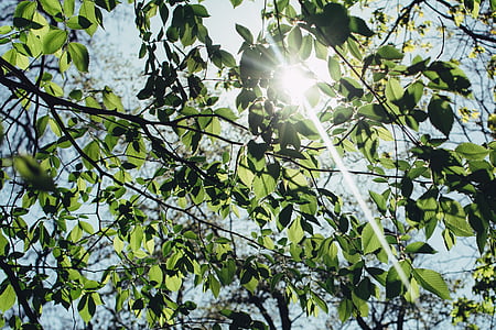 zelená, listy, strom, stínování, slunce, Příroda, stromy