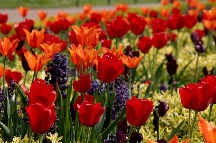 Тюльпани, червоний, багато, квіти, Природа, Весна, Квіткові