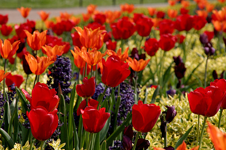 tulipán, piros, sok, virágok, természet, tavaszi, virágos