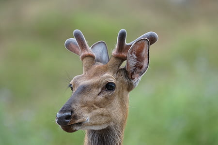 fallow deer, wild, red deer, wildlife park
