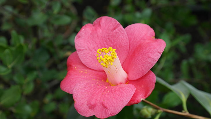 kamélia, Camellia japonica, tea tree növény, virág cserje, Flóra, természet, virágok