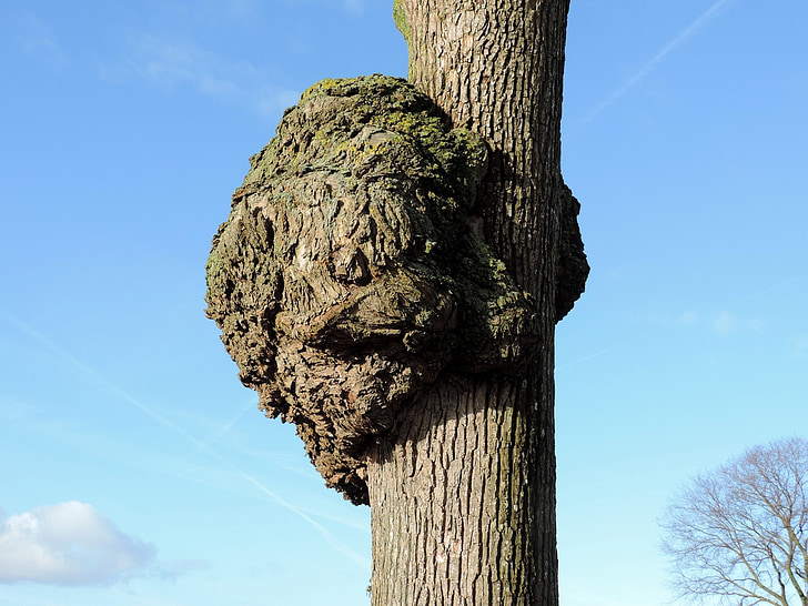 knot, tree, organic, agriculture, outdoors, environment, trunk