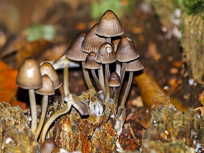 mushroom, autumn, forest, nature, fungus, close-up, plant