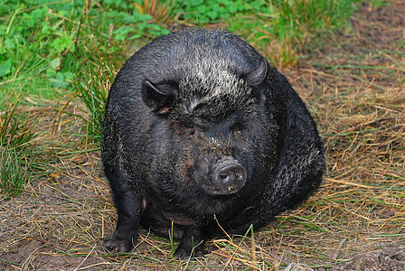 pig, sit, massive, pot bellied pig, female, eat, trustful