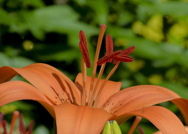 orange, Lily, haven, blomst, close-up, makro, natur