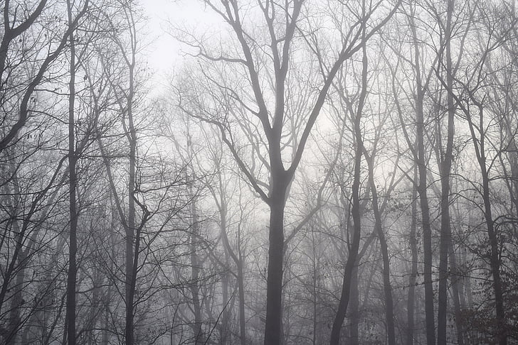 Świt drzew przez mgłę, zimowe, drzewo, roślina, Natura, liści, deszcz wet