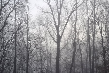 Dawn træer gennem tågen, vinter, træ, plante, natur, løv, regn-vådt
