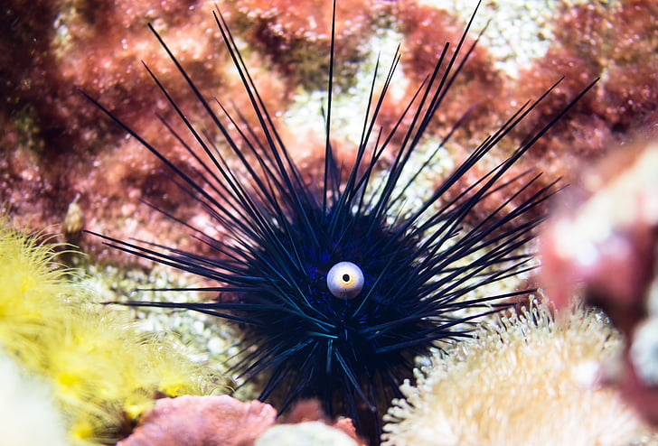 sea urchins, ocean, gift, sting, sea animal, underwater, meeresbewohner