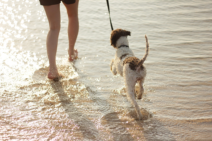 šuo, jūra, kojos, paplūdimys, žaisti, smėlio, pakrantė