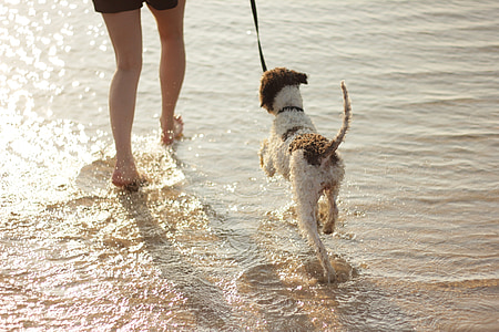 cão, mar, pernas, praia, jogar, areia, Costa