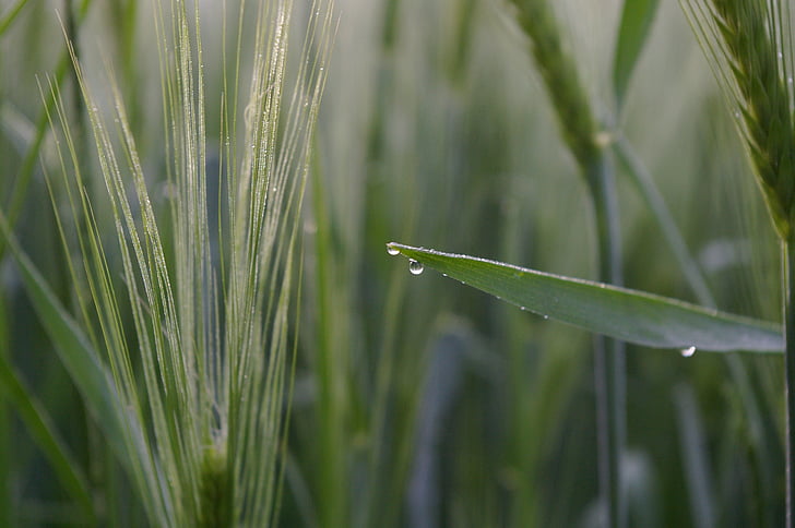 wheat, wheat field, morgentau, dewdrop, dew, plant, nature