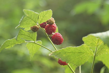 raspberry, bush, fruits, wild, fruit, nature, red