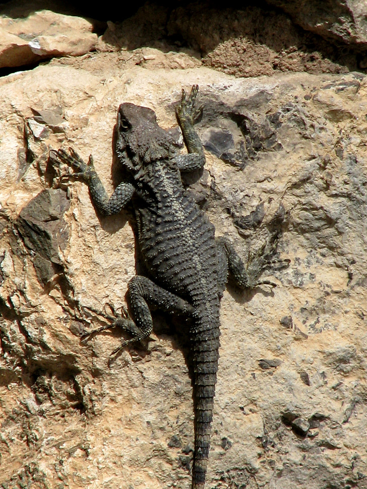 Kadal, Siprus, reptil