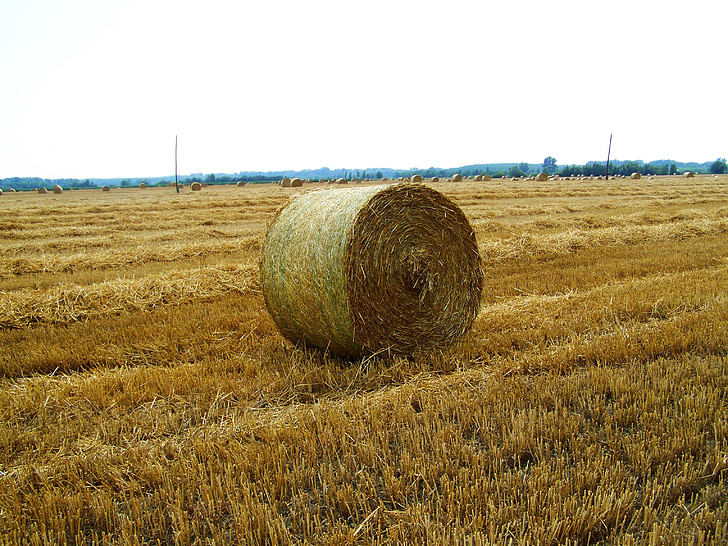 harvested wheat field, straw bale, summer