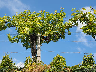 Grapevine, anggur, winegrowing, biru, perkebunan, pendaki, tanaman
