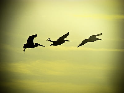lennu, linnud, taevas, lendavad linnud, lennata, looma, pesa