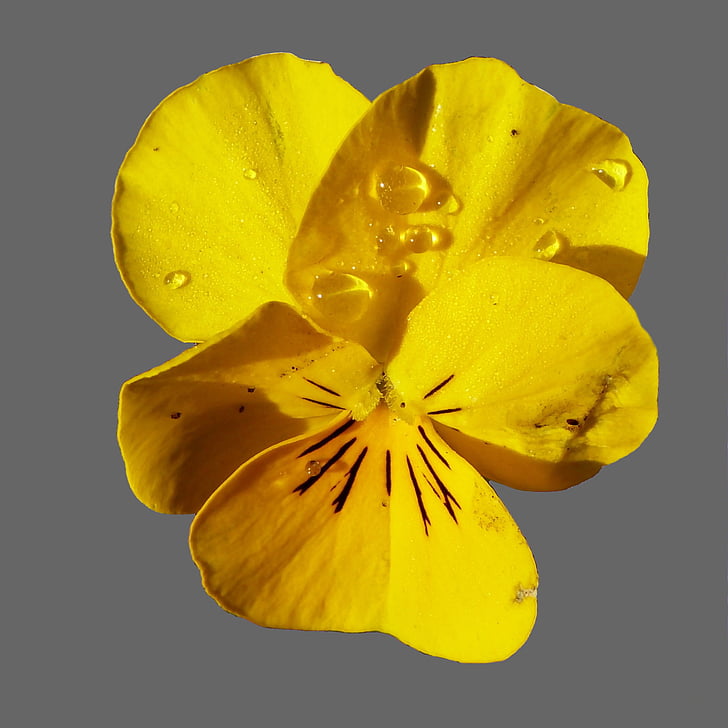 pansy, blossom, bloom, flower, close, spring, yellow