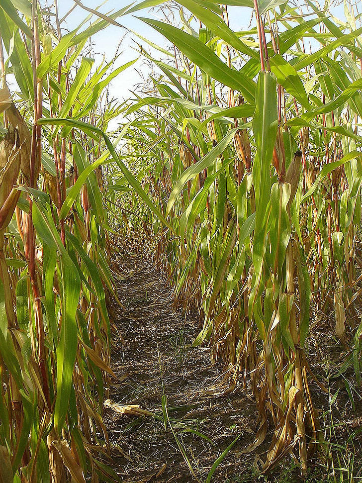 field, corn, crop, agriculture, path, autumn