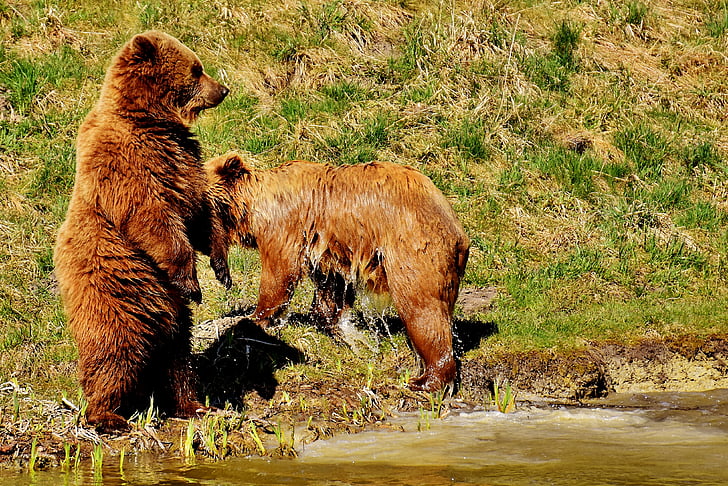 Free Photo European Brown Bear Play Wild Animal Bear Dangerous 