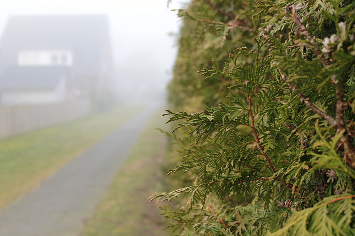 hedge, home, fog, away