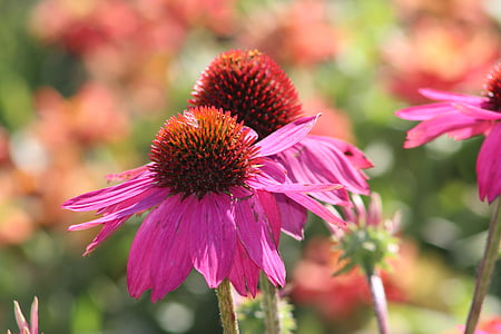 coneflowers, Hoa, Sân vườn, tự nhiên, Echinacea, màu hồng, màu tím