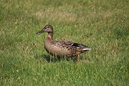 duck, meadow, bird, nature, mallard, close, plumage