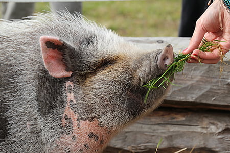 Piggy, het varken, delicatesse, voedsel, hooi, hand, temmen