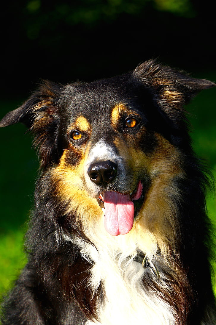 pes, robnik škotski ovčarski pes, portret