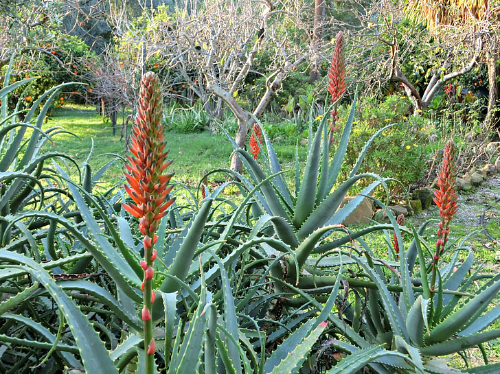 aloe, agave, succulent, inflorescence, red, nature, plant