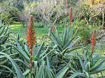 Aloe, Agave, succulente, infiorescenza, rosso, natura, pianta