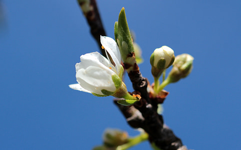 Bud, fiori, fiori della prugna, Prunus domestica, aprire a metà, foglia, primavera