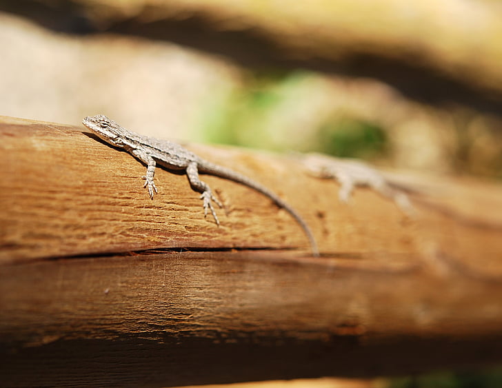 lizard, nature, wildlife, reptile, cold blooded animals, southwest, wild