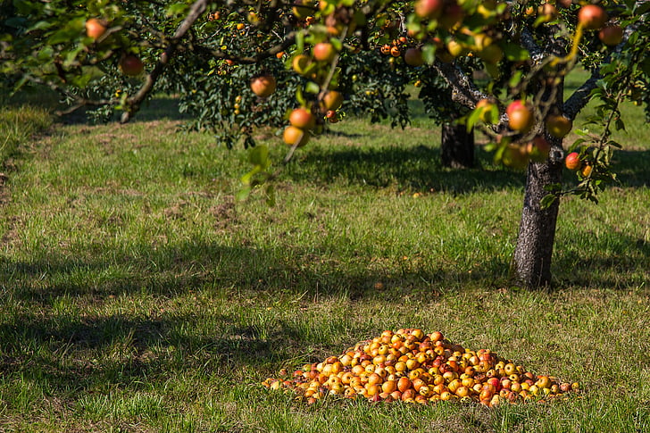 яблоко, фрукты, непредвиденной, урожай, Осень, ленивый, поврежден
