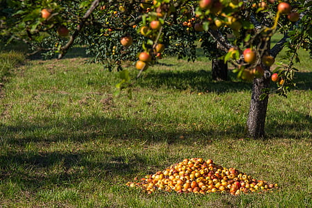 ябълка, плодове, неочаквани, реколта, Есен, мързелив, развален